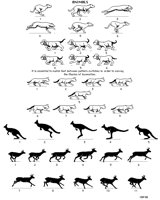 ANIMALS.BMP