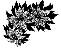 POINSETA.BMP