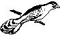 BIRD16.BMP