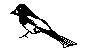 BIRD13.BMP