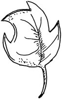 STE055.BMP