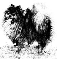 POMERAN.BMP