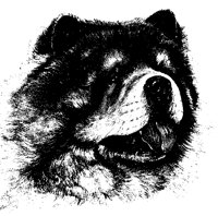 CHOWCHOW.BMP