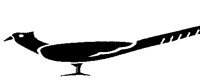 PHEASANT.BMP
