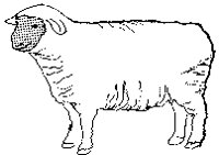 SHEEP.BMP
