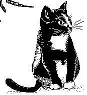 KITTY.BMP