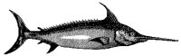 FISH2.BMP