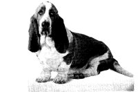 SADDOG.BMP
