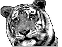 TIGER2.BMP