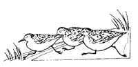 SHRBIRDS.BMP