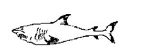 SHARK.BMP