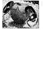 SCARABS.BMP