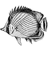 38_FISH.BMP