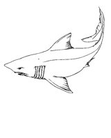 35_SHARK.BMP