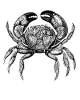 33_CRAB.BMP