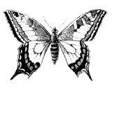 32_BTRFY.BMP
