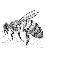 31_BEE.BMP