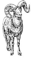 29_SHEEP.BMP