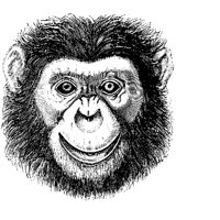 27_MONKY.BMP