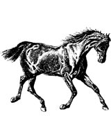 25_HORSE.BMP