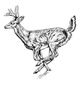 21_DEER.BMP