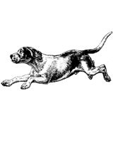 16_BEAGL.BMP