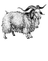 15_GOAT.BMP