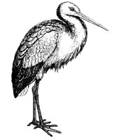 13_STORK.BMP