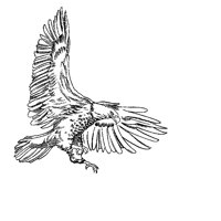 05_EGLE2.BMP