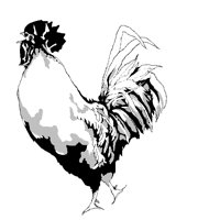 03_CHKN2.BMP