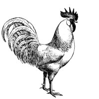 02_CHKN1.BMP