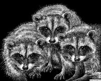 RACOONS.BMP