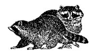 RACCOONS.BMP