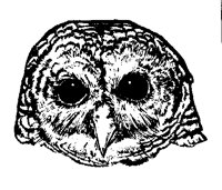 OWL1.BMP