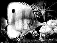 FISH5.BMP