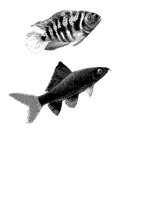 FISH.BMP