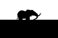 ELEPHANT.BMP