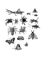 BUGS1.BMP