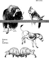 BUFFALO.BMP
