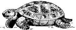TURTLE.BMP