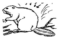 BEAVER.BMP