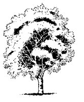 TREE3.BMP