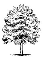 TREE.BMP
