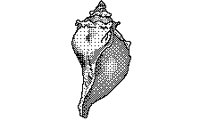 SHELL.BMP