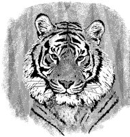 TIGRE.BMP