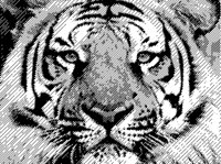 TIGERS4.BMP