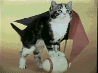 CATS1.BMP