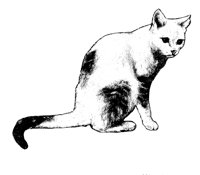 CAT.PCX