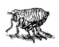DOGFLEA.TIF