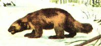 WOLVERIN.PCX